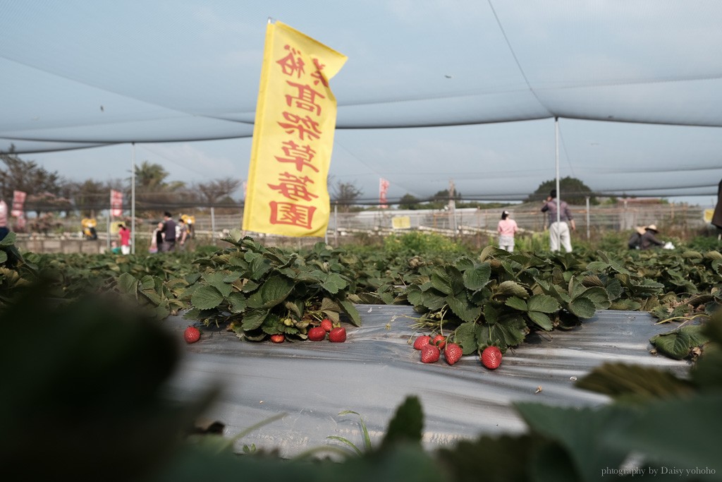 善化草莓季, 美裕草莓園, 善化景點, 台南採草莓, 善化草莓, 高架草莓, 草莓冰淇淋, 草莓冰淇淋, 草莓香腸