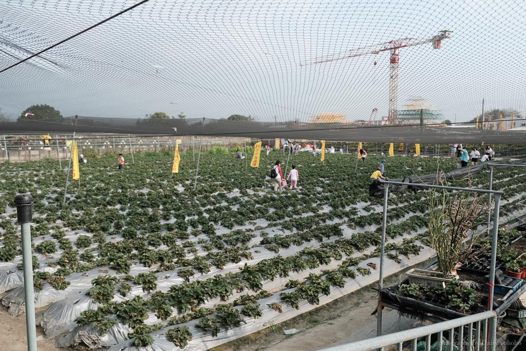 台南草莓季, 美裕草莓園, 善化景點, 台南採草莓, 善化草莓, 高架草莓, 草莓冰淇淋, 草莓冰淇淋, 草莓香腸