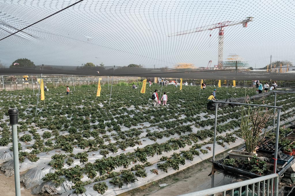 台南草莓季, 美裕草莓園, 善化景點, 台南採草莓, 善化草莓, 高架草莓, 草莓冰淇淋, 草莓冰淇淋, 草莓香腸