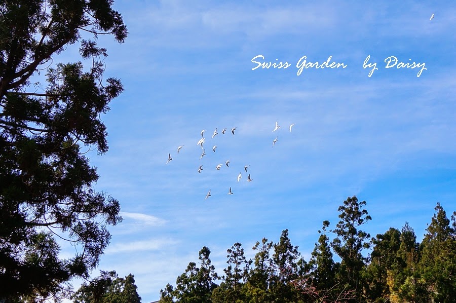 清境小瑞士花園, 小瑞士花園, Swiss Garden, 清境景點, 南投旅遊, 南投景點