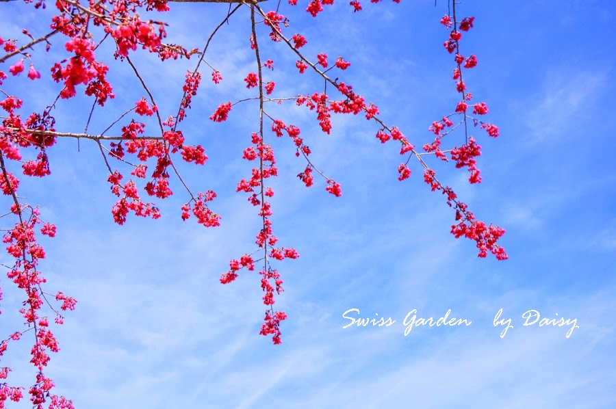 清境農場周邊景點, 小瑞士花園, Swiss Garden, 清境景點, 南投旅遊, 南投景點