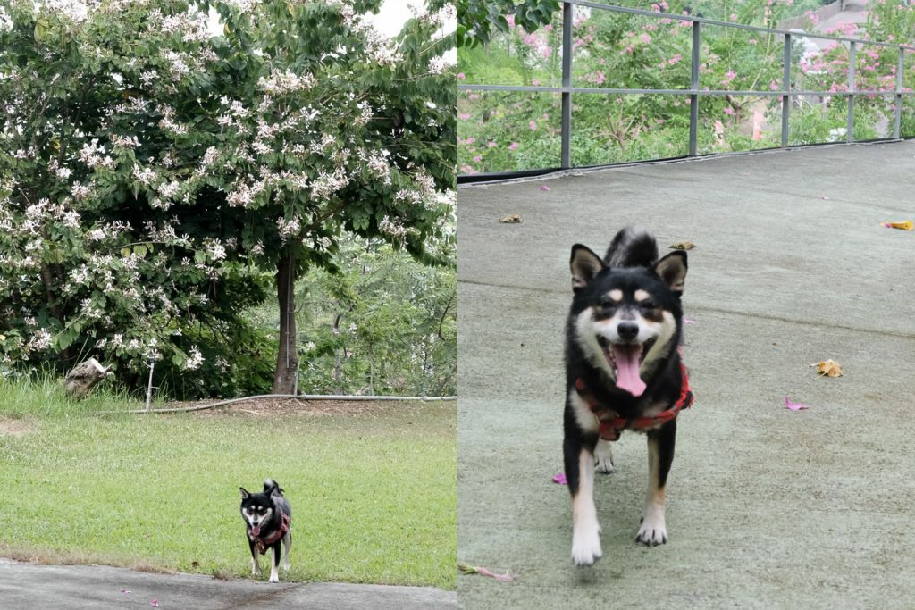 森呼吸寵物休閒廣場，毛小孩的玩水天堂、寵物樂園！台南關廟、占地廣大。