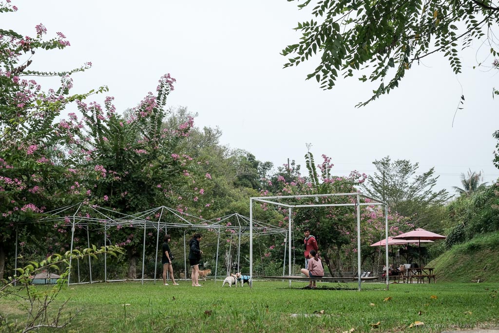 森呼吸寵物休閒廣場, 關廟景點, 台南寵物樂園, 台南毛小孩游泳池, 森呼吸狗大小收費, 狗狗玩水泳池