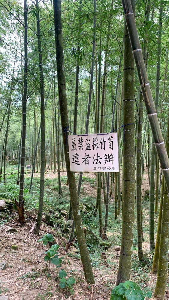 孟宗竹林古戰場, 小半天竹海, 南投鹿谷小半天風景區, 長源圳古道, 孟宗竹林步道, 鹿谷景點, 鹿谷步道