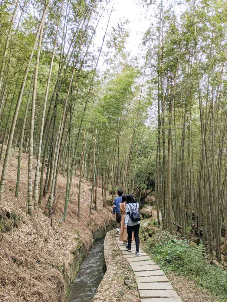 孟宗竹林古戰場｜長源圳生態步道，南投鹿谷小半天風景區的山間步道