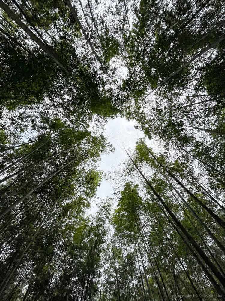 孟宗竹林古戰場｜長源圳生態步道，南投鹿谷小半天風景區的山間步道