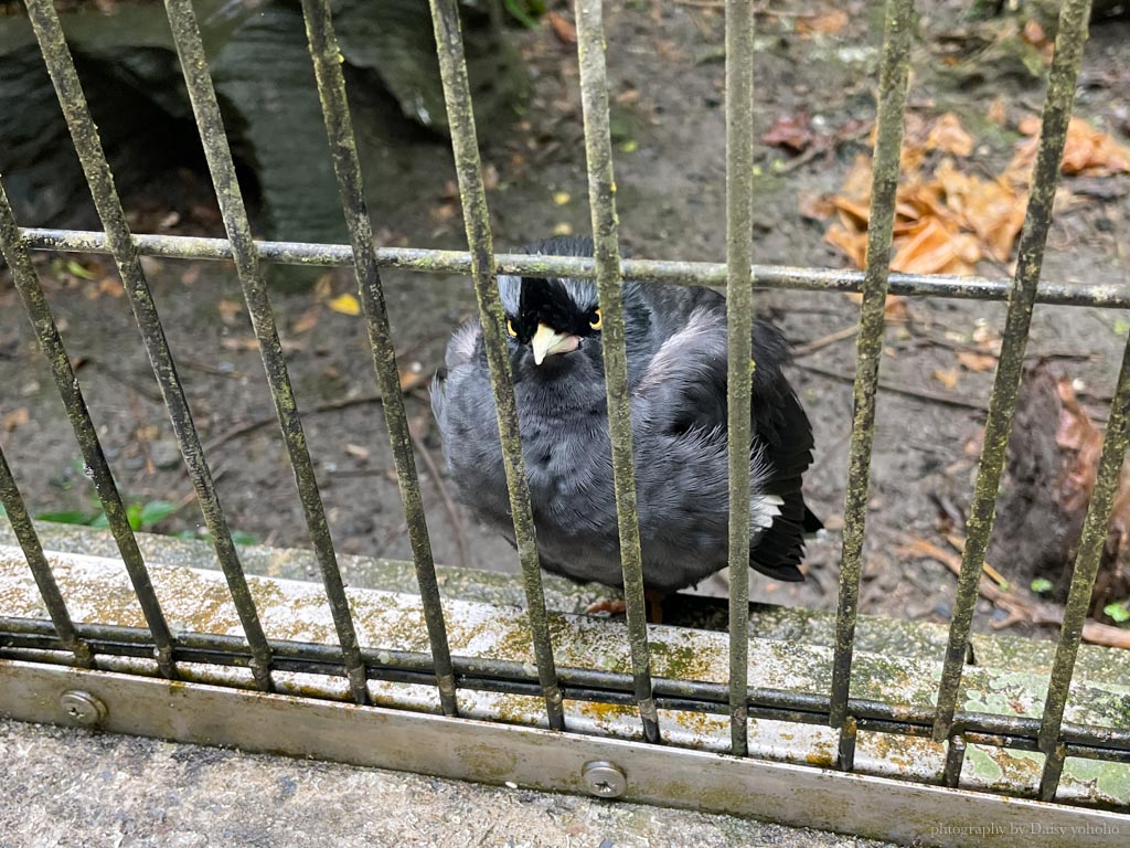 鳳凰谷鳥園生態園區，森林中的溜滑梯，背景音樂就是各種啾啾的鳥叫聲。