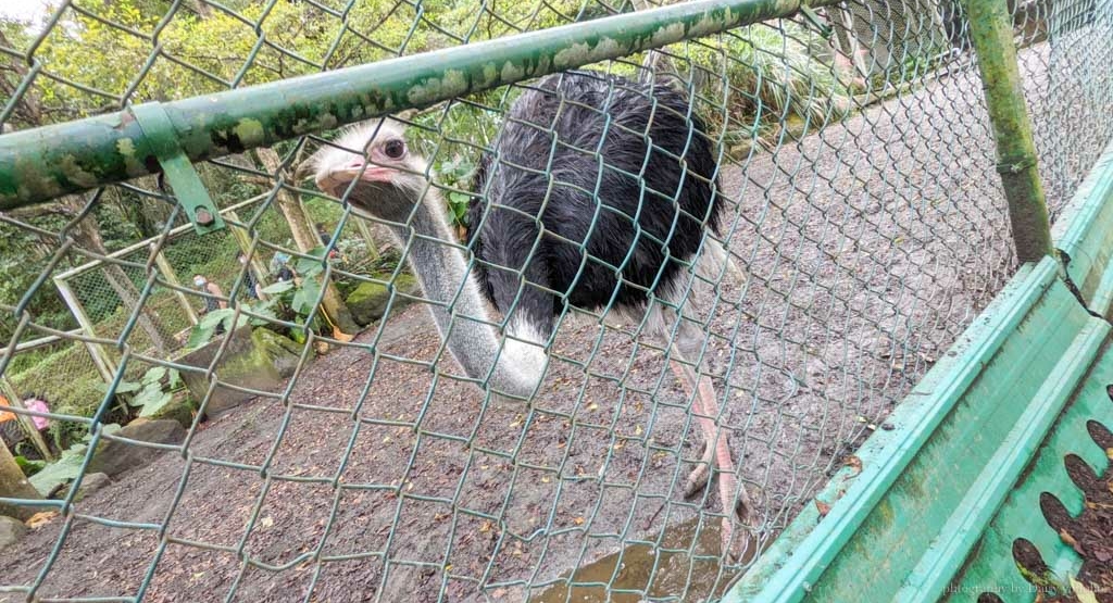 鳳凰谷鳥園生態園區, 鳳凰谷森林溜滑梯, 鳳凰谷門票, 鳳凰谷露營, 鹿谷景點