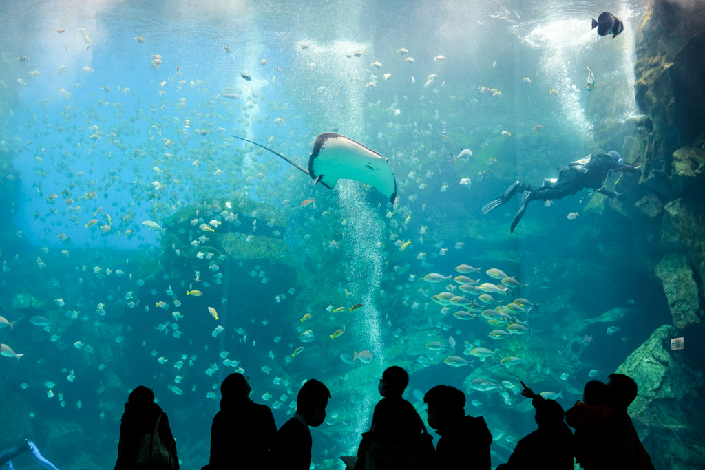 xpark, xpark餐廳, xpark住宿, 新埔都會型水生公園, Xpark門票優惠, 桃園水族館, Xpark逛多久