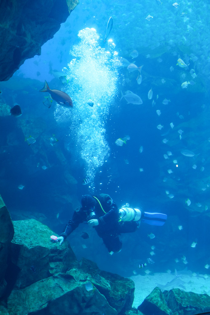 桃園水族館 Xpark 超夢幻水母牆！看著企鵝喝咖啡～門票優惠、住宿交通資訊