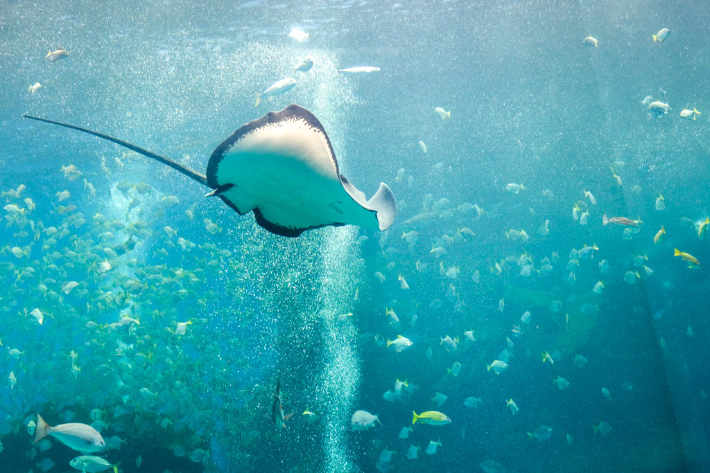 xpark, xpark餐廳, xpark住宿, 新埔都會型水生公園, Xpark門票優惠, 桃園水族館, Xpark逛多久