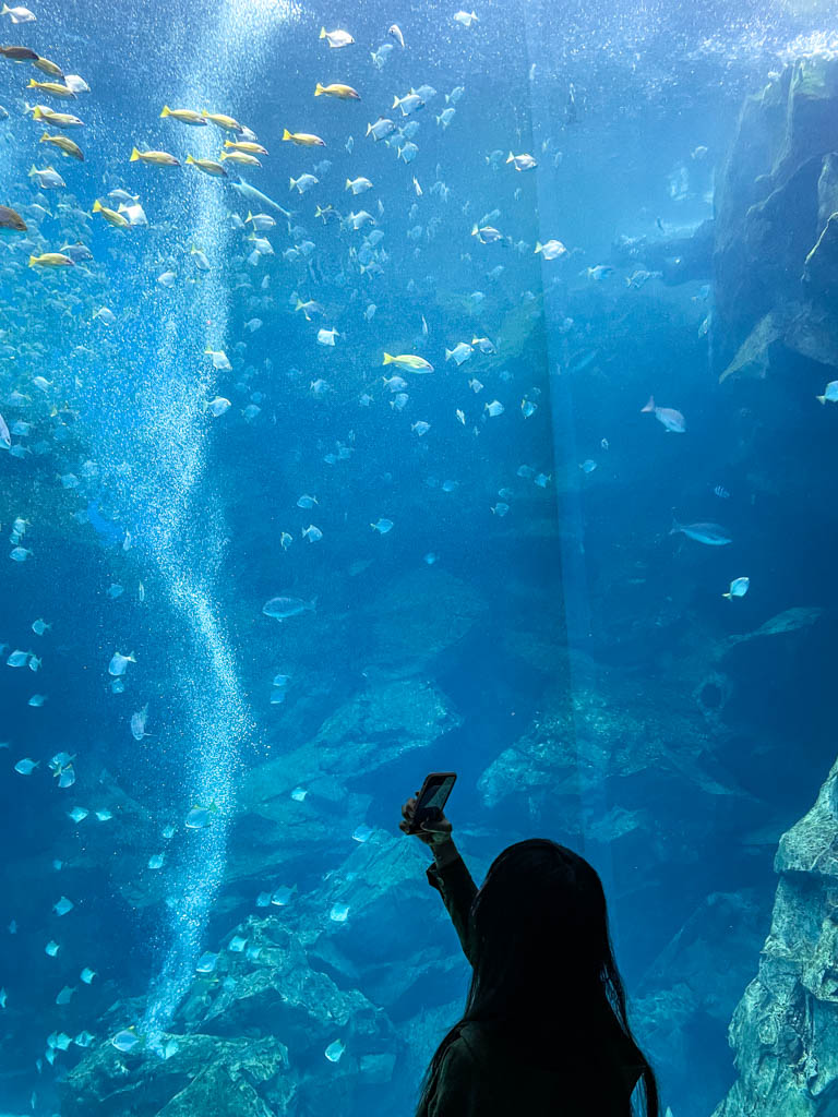 xpark, xpark餐廳, xpark住宿, 新埔都會型水生公園, Xpark門票優惠, 桃園水族館, Xpark逛多久