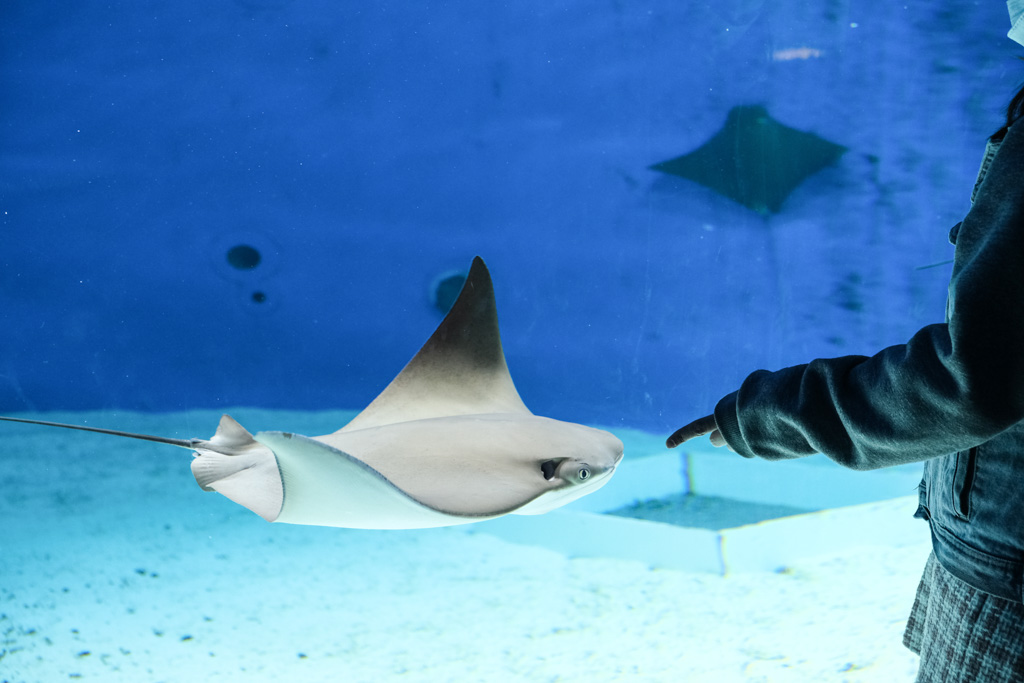 桃園水族館 Xpark 超夢幻水母牆！看著企鵝喝咖啡～門票優惠、住宿交通資訊