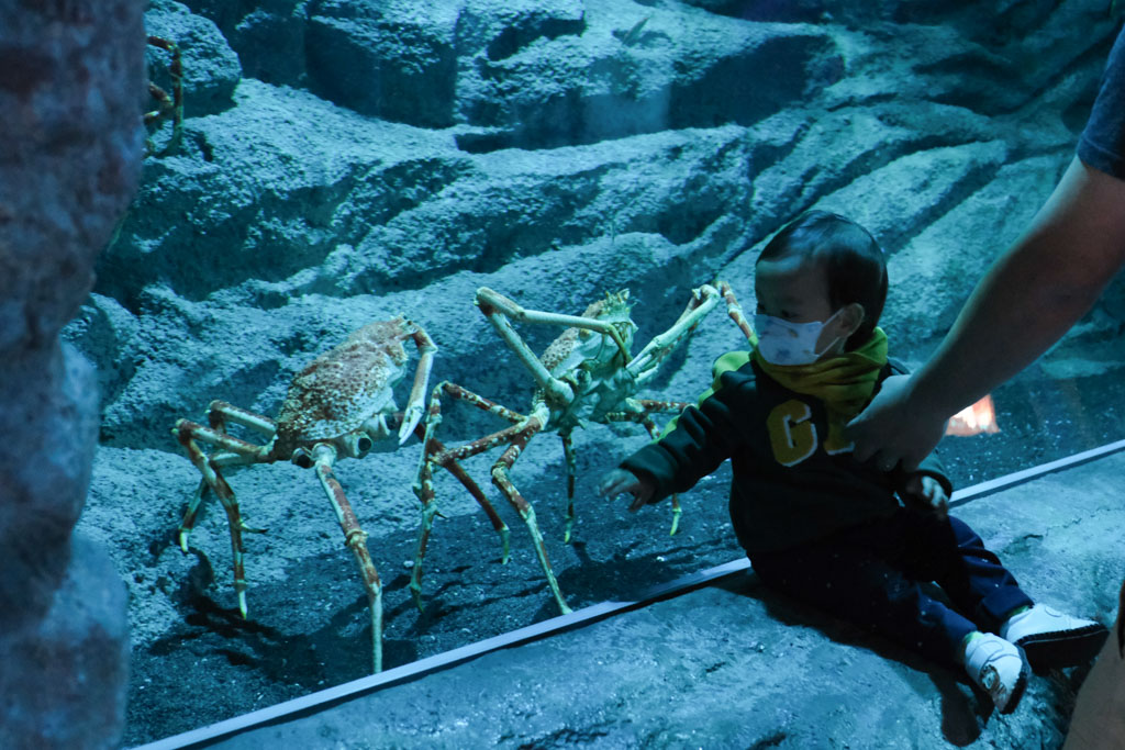 桃園水族館 Xpark 超夢幻水母牆！看著企鵝喝咖啡～門票優惠、住宿交通資訊