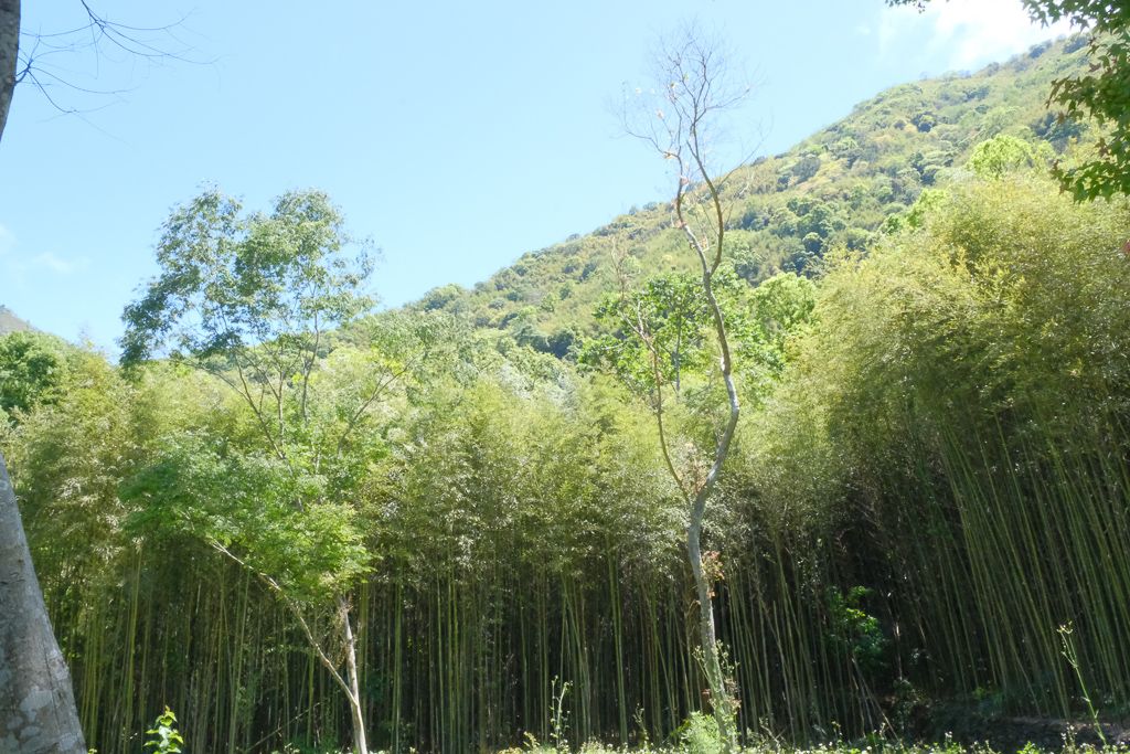 桃園露營營地推薦｜拉拉山利河伯休閒農園露營區｜辣個露營去露營