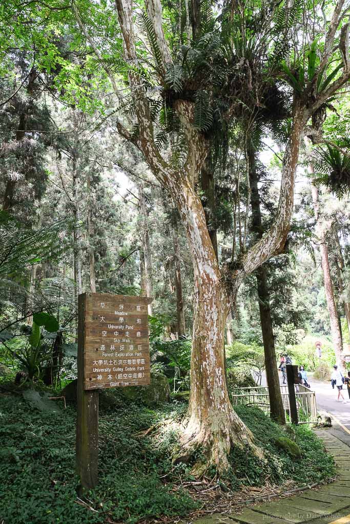 溪頭自然教育園區, 溪頭露營, 溪頭森林遊樂區, 大學池, 溪頭景點, 南投景點, 溪頭門票優惠