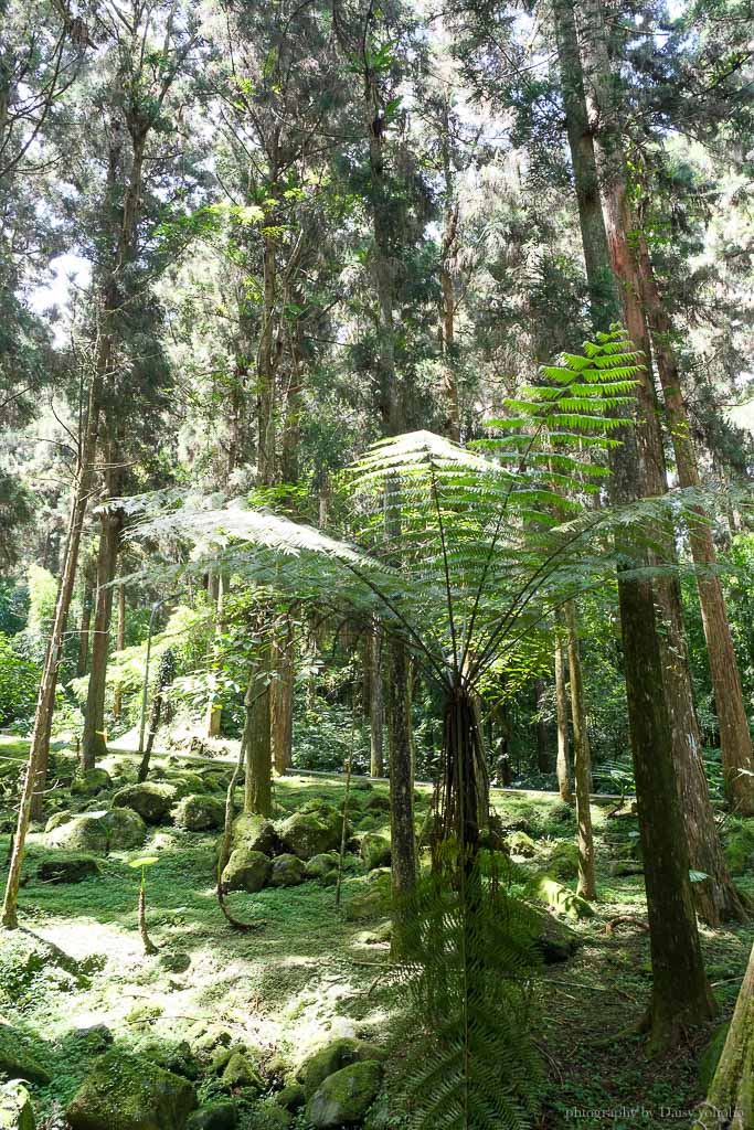 溪頭自然教育園區, 溪頭露營, 溪頭森林遊樂區, 大學池, 溪頭景點, 南投景點, 溪頭門票優惠