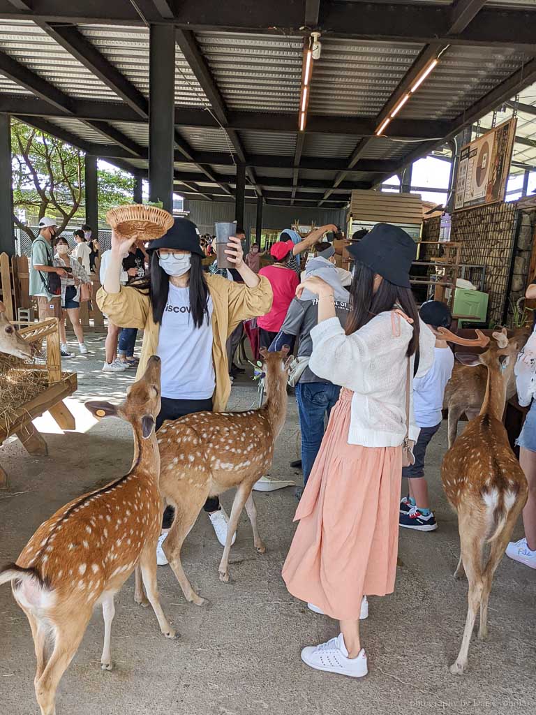 鹿境梅花鹿生態園區｜到墾丁恆春與水豚君、梅花鹿親密接觸！可愛又可怕啊～