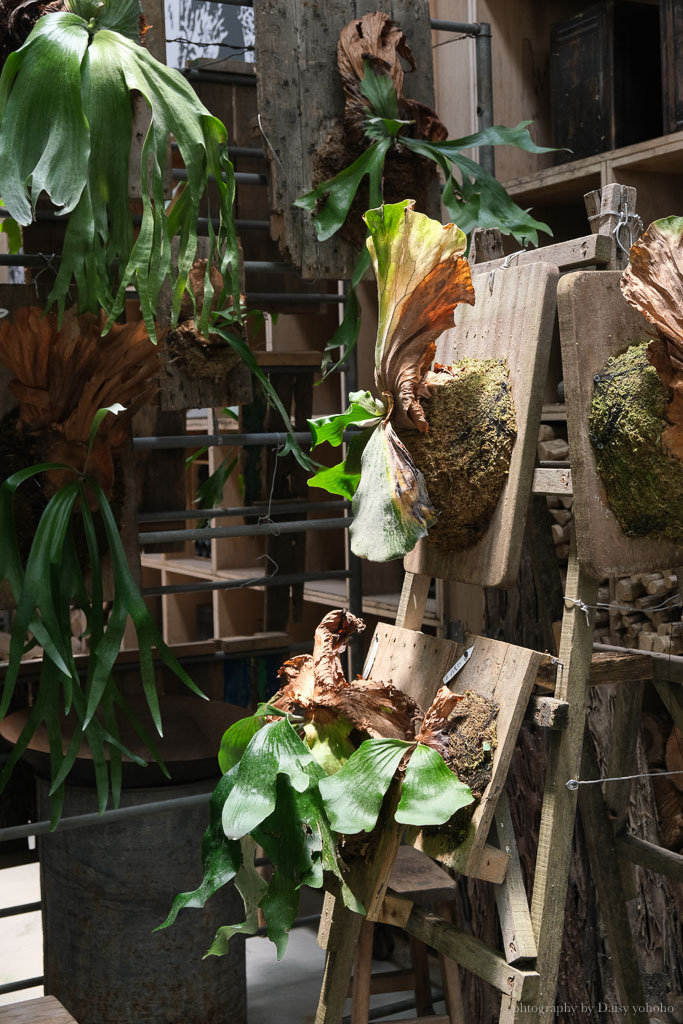 嘉義梅山景點·空氣圖書館｜植物系文青咖啡館、太平雲梯旁美食、鍋物、下午茶