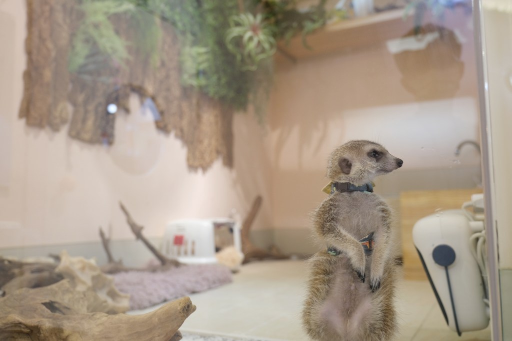 Meerkat75 Café - 75度獴｜狐獴的親密接觸, 狐獴下午茶, 狐獴餐廳, 小巨蛋美食, 療癒系餐廳