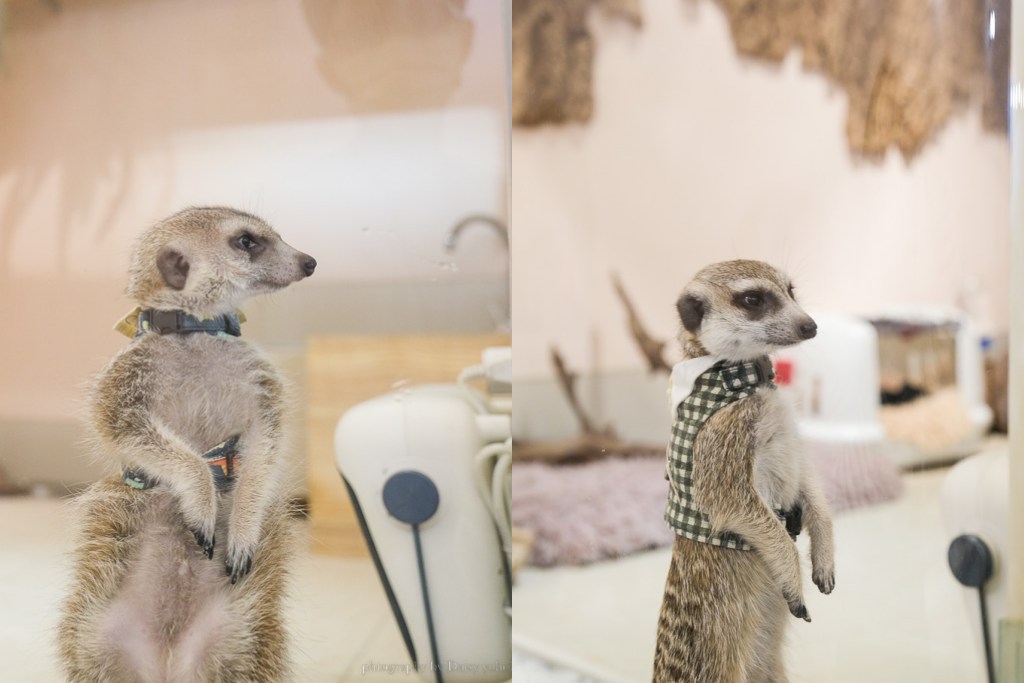 Meerkat75 Café - 75度獴｜狐獴的親密接觸, 狐獴下午茶, 狐獴餐廳, 小巨蛋美食, 療癒系餐廳