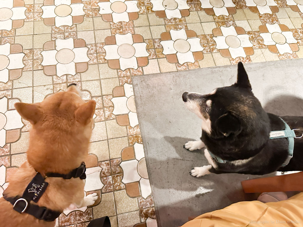 嘉義民雄寵物餐廳「二尾伏島」老屋中的好吃咖哩、輕食，在腳邊散步的狗狗好可愛！
