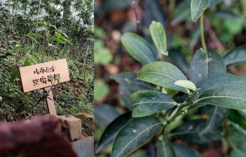 吃茶三千》台中必喝米其林等級飲料，化身現萃茶茶包帶著走，台中伴手禮推薦必買！