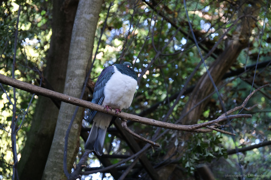 紐西蘭, 皇后鎮景點, 奇異鳥鳥類生態公園, Kiwi Birdlife Park Queenstown, 奇異鳥公園