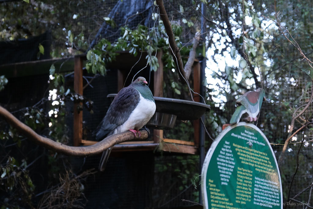 紐西蘭, 皇后鎮景點, 奇異鳥鳥類生態公園, Kiwi Birdlife Park Queenstown, 奇異鳥公園