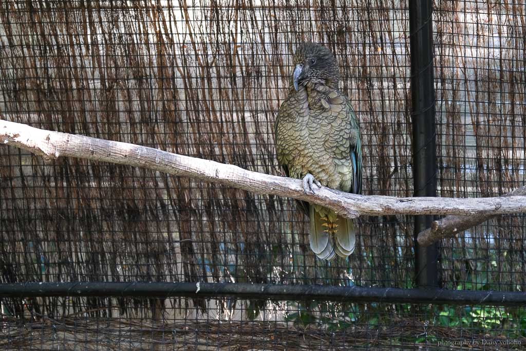 紐西蘭, 皇后鎮景點, 奇異鳥鳥類生態公園, Kiwi Birdlife Park Queenstown, 奇異鳥公園