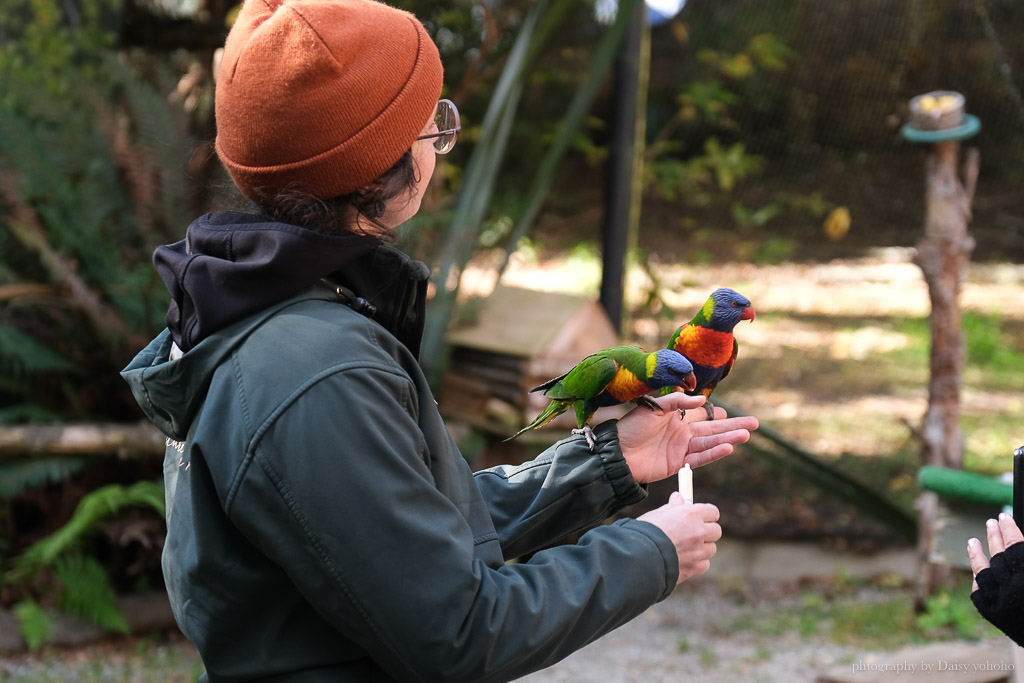 紐西蘭, 皇后鎮景點, 奇異鳥鳥類生態公園, Kiwi Birdlife Park Queenstown, 奇異鳥公園