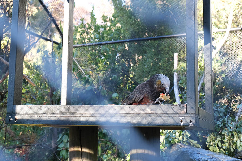 紐西蘭, 皇后鎮景點, 奇異鳥鳥類生態公園, Kiwi Birdlife Park Queenstown, 奇異鳥公園
