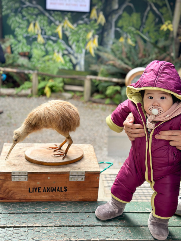 紐西蘭, 皇后鎮景點, 奇異鳥鳥類生態公園, Kiwi Birdlife Park Queenstown, 奇異鳥公園