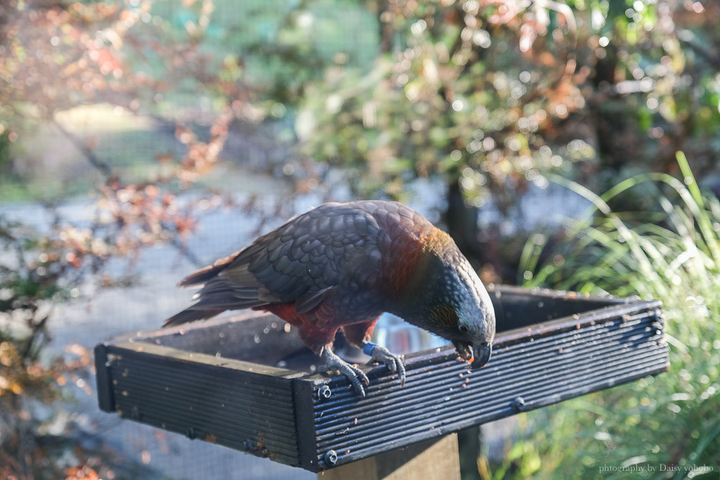 紐西蘭, 皇后鎮景點, 奇異鳥鳥類生態公園, Kiwi Birdlife Park Queenstown, 奇異鳥公園