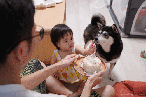 寵物蛋糕, 狗狗蛋糕, 貓狗蛋糕, 寵物慶生蛋糕