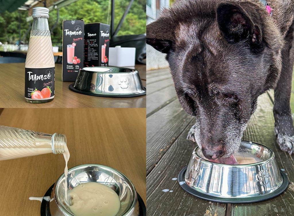 蟬說：山中靜靜 一泊二食｜台中太平酒桶山寵物友善豪華露營，萬聖節來山中搗蛋！