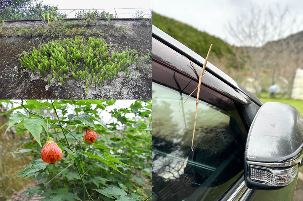 蟬說：霧繞 一泊二食｜新竹五峰寵物友善豪華露營，夜晚跟著泰雅獵人打獵巡禮！