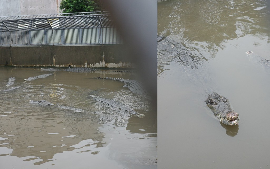 別府地獄「鬼山地獄」鱷魚