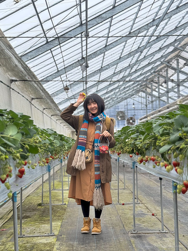 湯澤採草莓「雪國農園湯澤草莓村」新潟親子行程，30分鐘草莓吃到飽