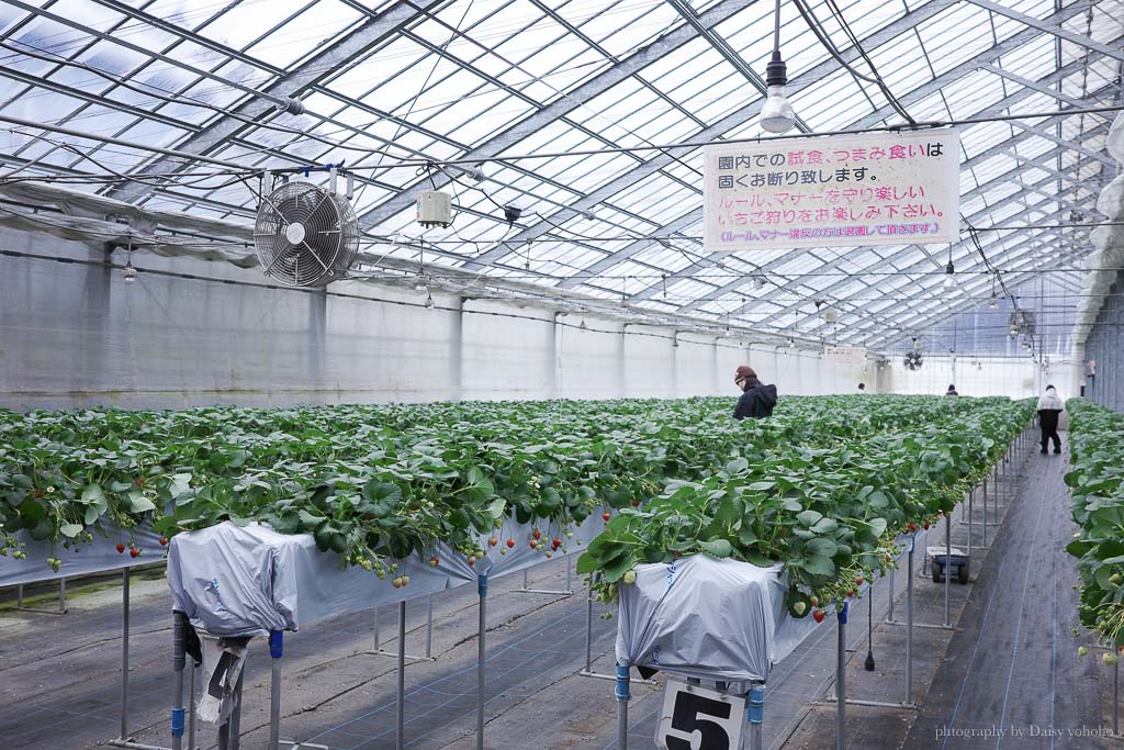 湯澤採草莓「雪國農園湯澤草莓村」新潟親子行程，30分鐘草莓吃到飽