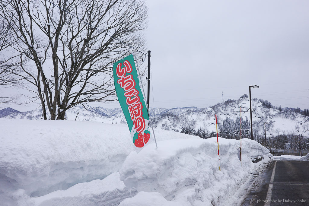 湯澤採草莓「雪國農園湯澤草莓村」新潟親子行程，30分鐘草莓吃到飽