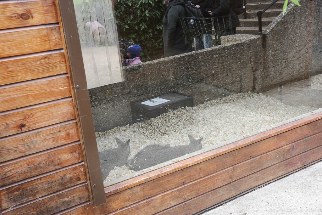 倫敦動物園, London Zoo, Go City London Pass 景點, 英國動物園