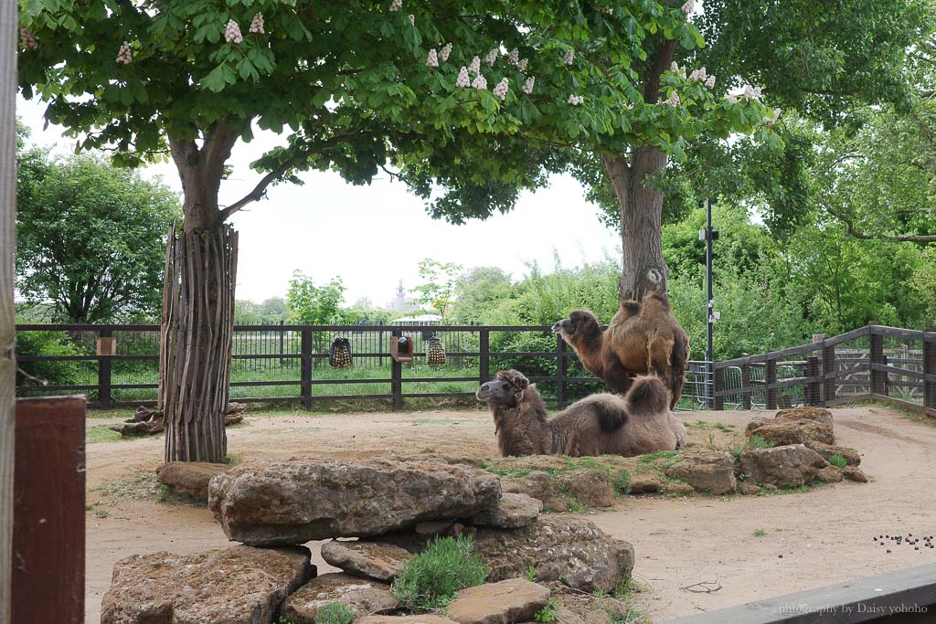 倫敦動物園, London Zoo, Go City London Pass 景點, 英國動物園
