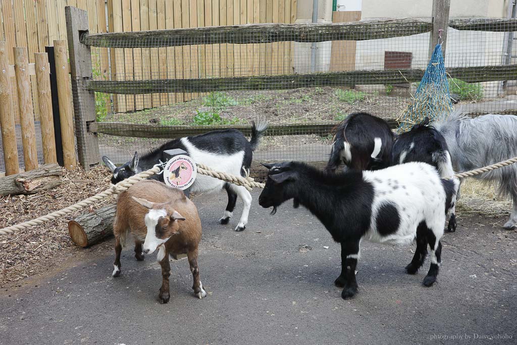 倫敦動物園, London Zoo, Go City London Pass 景點, 英國動物園