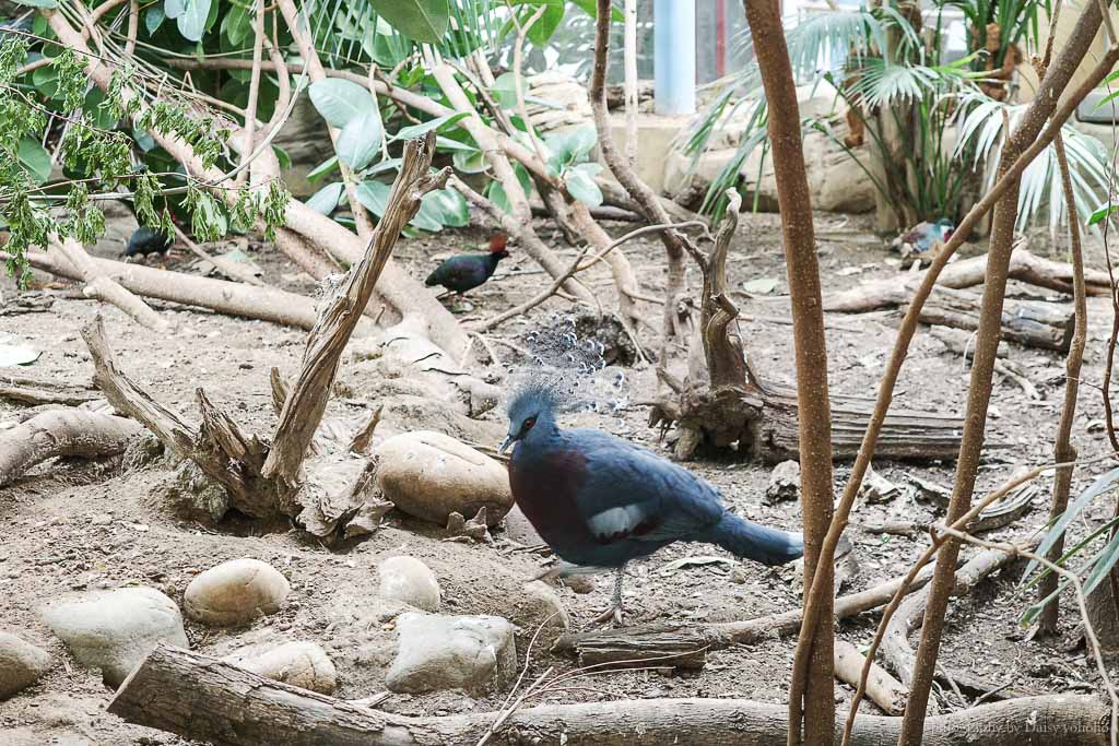 倫敦動物園, London Zoo, Go City London Pass 景點, 英國動物園