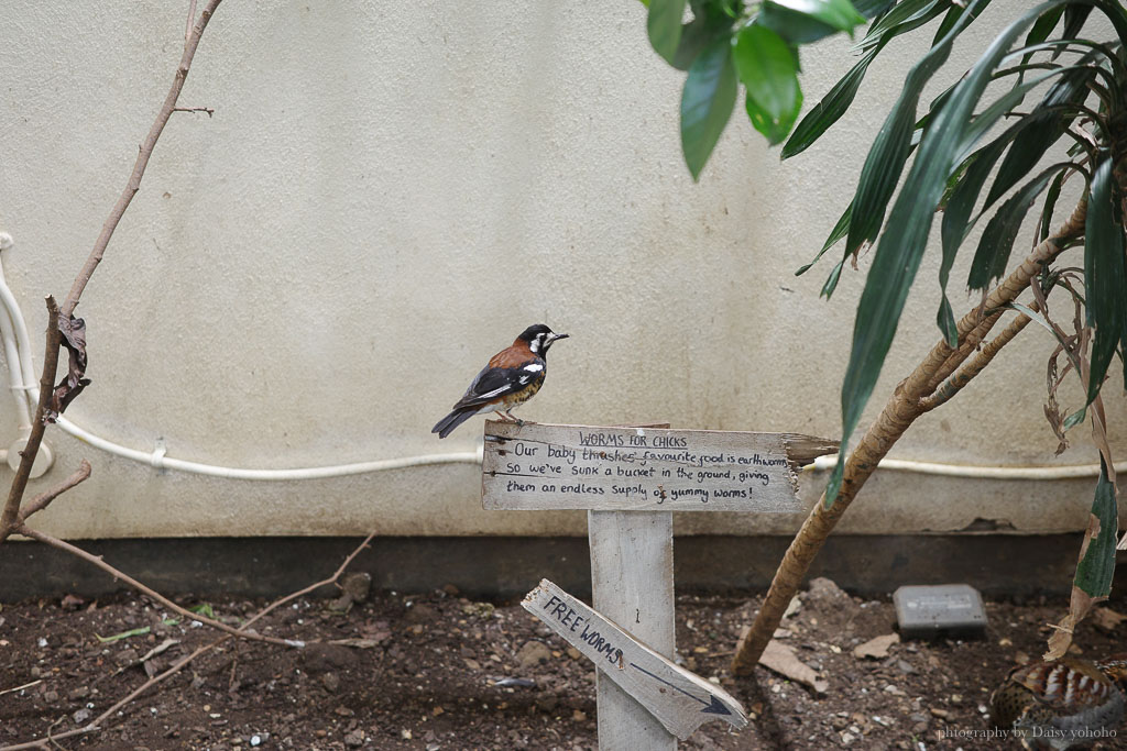 倫敦動物園, London Zoo, Go City London Pass 景點, 英國動物園