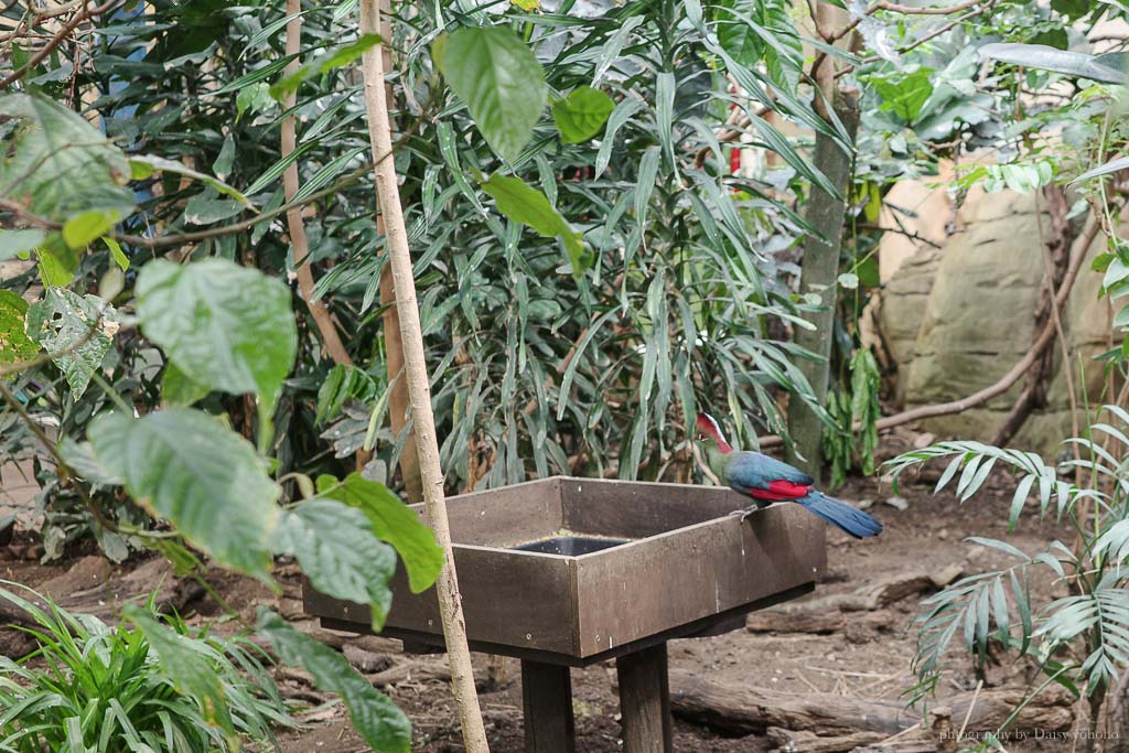 倫敦動物園, London Zoo, Go City London Pass 景點, 英國動物園
