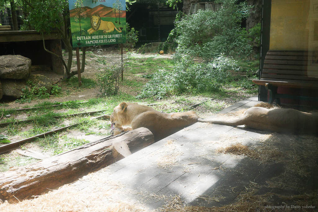 倫敦動物園, London Zoo, Go City London Pass 景點, 英國動物園