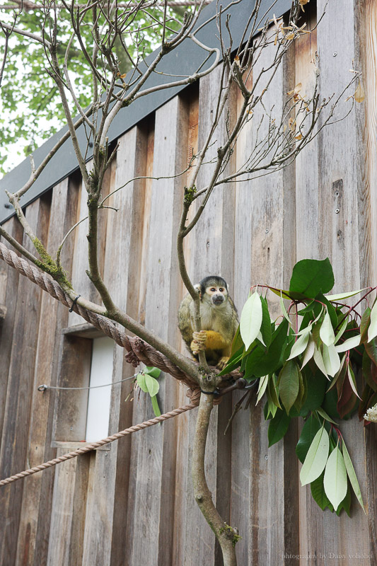 倫敦動物園, London Zoo, Go City London Pass 景點, 英國動物園