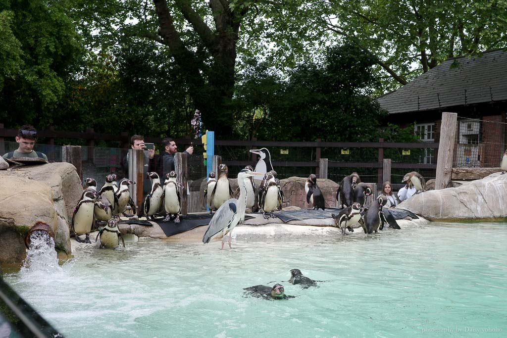 倫敦動物園, London Zoo, Go City London Pass 景點, 英國動物園